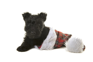 Wall Mural - Cute black scottish terrier puppy in a tartan santa’s hat isolated on a white background