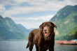 Senior Chocolate Labrador Retriever dog standing by mountain lake