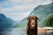 Senior Chocolate Labrador Retriever outdoor portrait by mountain lake