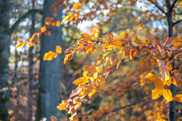 Poster - Close up of Yellow and Orange leaves, autumn. with blurred background