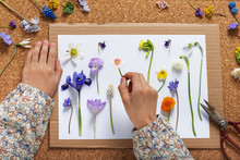 Child Makes A Herbarium Of Different Spring Flowers. Children Education Concept. Selective Focus.
