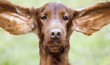 Web banner of a funny cute dog as fluttering his ears