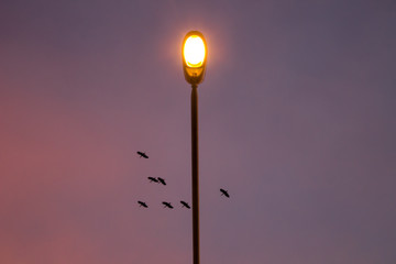 street light pole with number 25 illuminating and lit by blue and purple sunset in the city of gay harbor with birds in the background