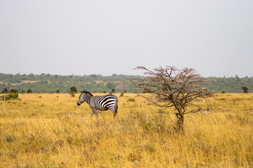 Poster - Isolated zebra in the savannah countryside of Nairobi Park in Kenya