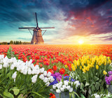 Fototapeta Tulipany - traditional Netherlands Holland dutch scenery with one typical windmill and tulips, Netherlands countryside
