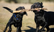 © everydoghasastory - Two Black Labrador Retriever dogs outdoor portrait competing over a stick