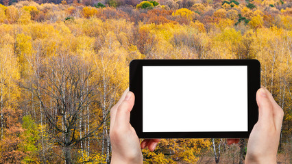 Poster - tourist photographs yellow forest in autumn