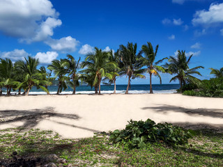 Wall Mural - Exotic beach with palm trees on the beach