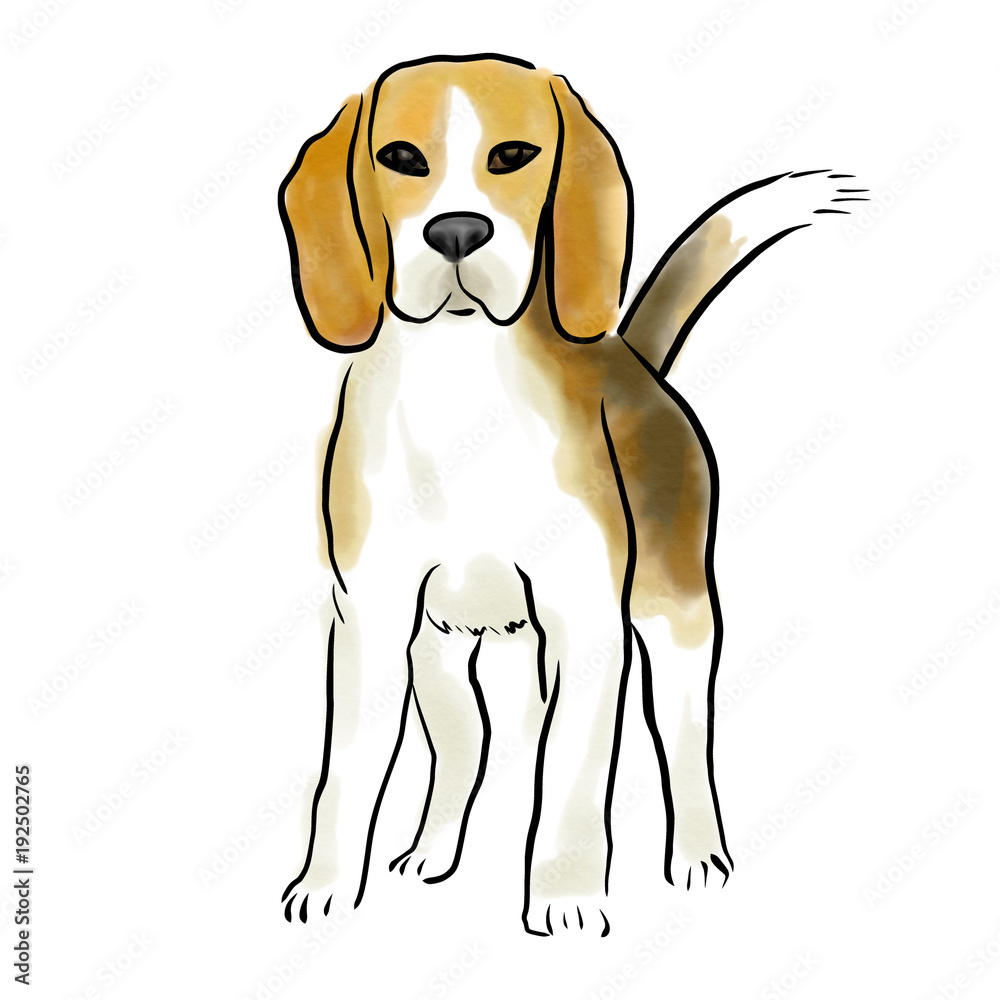 beagle dog Stock Illustration | Adobe Stock