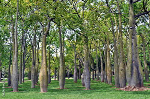 Fotografie, Obraz unusual trees growing in a park in sunny Spain