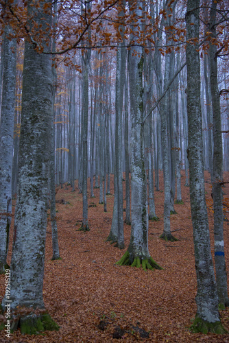 Plakat Pionowo lasowi drzewa w jesień sezonie