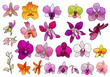 Hand drawn set of orchid flowers.