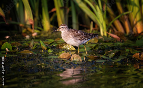Fotomural Wood Sandpiper (Tringa glareola)