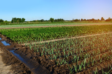 Rows of young vegetable seedlings. field with seedlings. leek, zucchini, and pepper. natural watering. countryside. irrigation