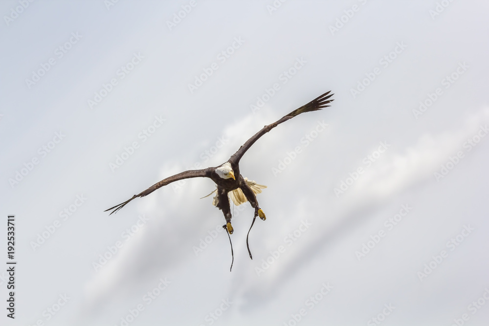 American bald eagle stoop. Bird of prey at falconry display.