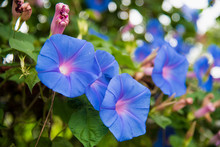 Image Of A Blue Flower Of Morning Glory (Ipomoea)  In The Garden