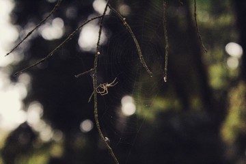 spider