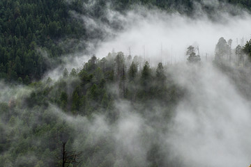 Foggy morning in the forest