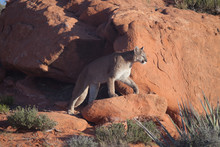 Cougar Stepping Into The Morning Sunlight In Southern Utah's Red Rock Desert