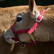 Heifer, Pink Harness
