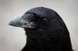 Northwestern Crow Closeup