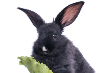 Wall Mural - close-up of cute black rabbit eating green salad