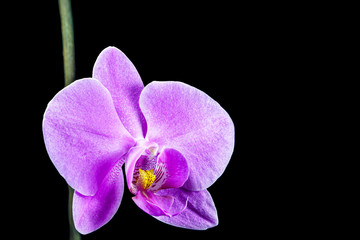  Beautiful violet flowers of orchid isolated on black background