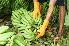 Close Up A Man Cutting The Banana Branches At Banana Farm