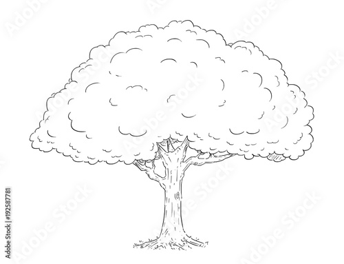 Cartoon Vector Doodle Drawing Illustration Of Broadleaved Or Deciduous Tree Buy This Stock Vector And Explore Similar Vectors At Adobe Stock Adobe Stock