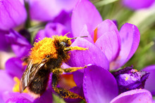 Bee Pollinating A Crocus Flower On A Warm Sunny Day