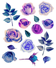 Watercolor Blue Roses Clip Art. Purple Flowers Isolated 
