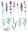 Watercolor lavender. Wild flowers and grass field clip art. Purple floral