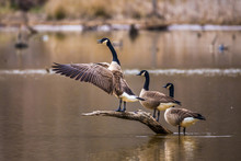 A Horizontal Photo Of Three Canadian Geese On A Brown Branch Coming Out Of A Pond With One Flapping Its Wings And Honking
