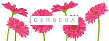 
Horizontal Banner Decoration With Pink Gerbera Daisy Flowers And Text Frame. Vector Illustration For Spring And Summer, Isolated On White