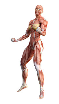 3D Rendering Female Anatomy Figure on White