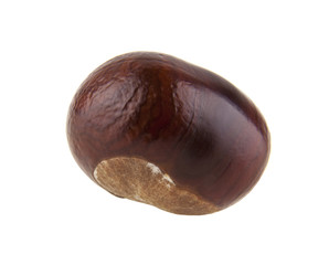 Sticker - chestnut isolated on white background