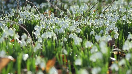 Wall Mural - Forest Meadow with Spring Snowdrop Flowers