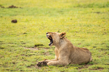 Canvas Print - Lion lying in the grass gaggling mouth wide open in the savannah of Amboseli Park in Kenya