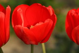 Fototapeta Tulipany - tulipany
