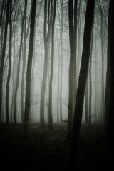  Bäume im Nebel