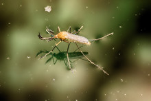 Mosquitoes Are Insects And Live In The Water Until They Hatch And Then Sting