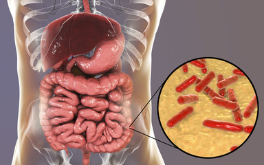 Poster - Normal flora of large intestine, bacteria Bidifobacterium, 3D illustration. Intestinal microbiome. Probiotic bacterium