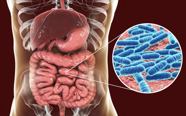 Poster - Normal flora of small intestine, bacteria Lactobacillus, 3D illustration. Lactic acid bacteria. Probiotic bacterium