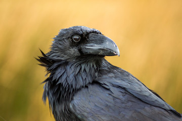 A raven in Dartmoor, UK