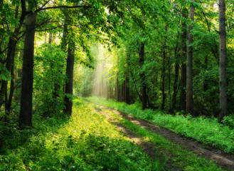  wiosenny las. mglisty poranek w malowniczym lesie. promienie słoneczne