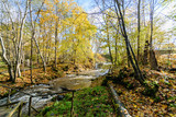 Fototapeta  - mountain river in autumn