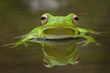 Swimming Frog