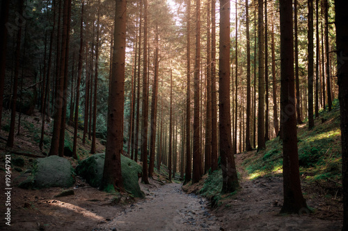 Plakat Ścieżka w lesie. Drzewa i słońce