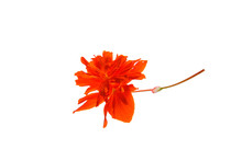 Orange Flower Isolated