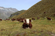 vacas del Valle d'Aosta 